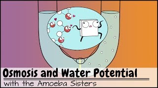 Osmosis and Water Potential Updated [upl. by Annahsal774]