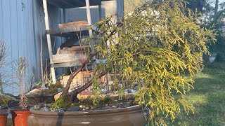 False Cypress Bonsai Initial Styling [upl. by Shepp]