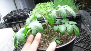 87 Year Old Tomato Plant UPDATE [upl. by Agee]