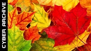 15 Interesting Facts About Autumn [upl. by Grimonia]