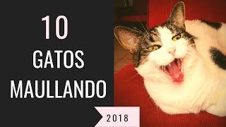 10 gatos maullando mucho y fuertePara molestar a tu gato o perro HD Sound Effect [upl. by Annael]