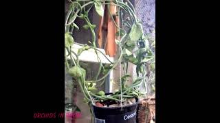 My Ceropegia sandersonii parachute plant [upl. by Mady]