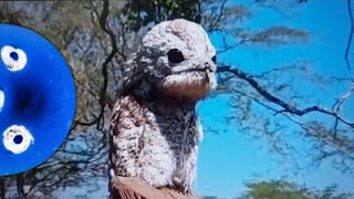 This is not an urban legend it is real  Potoo [upl. by Nodrog]