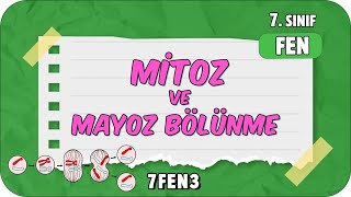 Mitoz ve Mayoz Bölünme 🦠 tonguçCUP 1Sezon  7FEN3 2024 [upl. by Osugi]