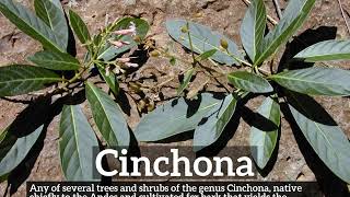 What is Cinchona  How Does Cinchona Look  How to Say Cinchona in English [upl. by Solracnauj]