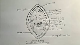 How to draw mouth of frog  buccopharyngeal cavity of frog [upl. by Coyle]