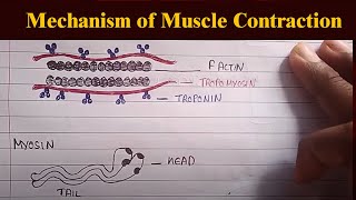 Mechanism of muscle contraction  sliding filament theory  structure of contractile protein  Actin [upl. by Eibob]