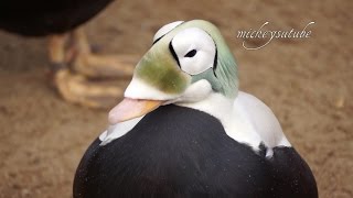 Living Coast Torquay Unusual Eider Duck [upl. by Karilynn636]