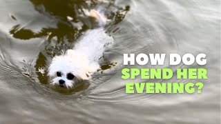 Maltese Dog Evening Vlog Relax Video Im Betty [upl. by Ragnar]