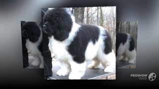 Landseer Dog breed [upl. by Marola]