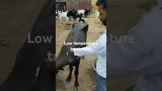 low temperature treatment buffalo cow treatment veterinarymedicine treatment animals vantara [upl. by Alyahc934]