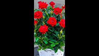 Grow a rose tree from cuttingGardeningreelsvideogardeninglifereelsvideoシrosesrosegarden [upl. by Rakso]