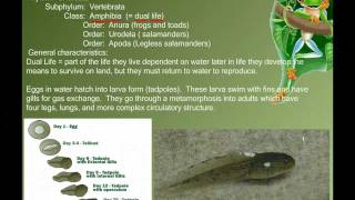 Vertebrate Diversity Amphibians [upl. by Osborne395]