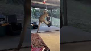 Kangaroo Vs Punching Bag [upl. by Steep]