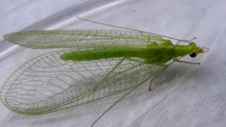 Chrysoperla sp  Chrysoperla carnea  Chrysopidae  Chrysope chrysope verte  012017 [upl. by Ahselef]