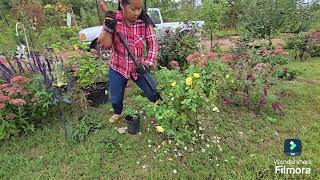 fall prep and cleanup relocating plants [upl. by Aiket846]