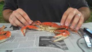 How To Properly Pick A Crab  Whats Up Annapolis Magazine [upl. by Josy82]