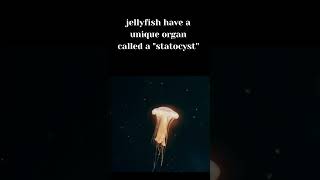 Jellyfish Fact Statocyst Helps Sense of Gravity and Blance shorts [upl. by Biagi]