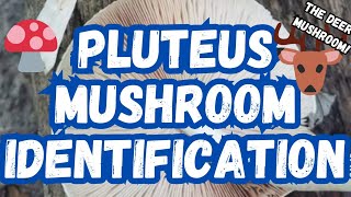 Pluteus Mushroom Identification🍄🦌 thedeermushroom mushrooms fungi foraging food nature [upl. by Bassett348]