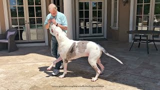 Joyful Great Dane Jumps Out of the Pool To Greet his Dad [upl. by Ettesus]