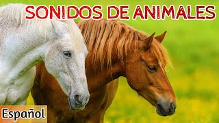 Sonidos de Animales para Niños Aprende 20 Animales [upl. by Euqenimod]