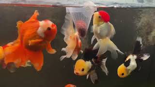 Feeding my Goldfish Live Tubifex Worms [upl. by Nayb360]