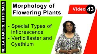 Morphology of Flowering Plants  NEET  Special Types of Inflorescence  Verticillaster and Cyathium [upl. by Gildea]