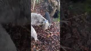 hunting terriers lurcher and catapult shooting Episode 5 [upl. by Yluj]