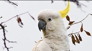 Exotic Birds  Crazy Sulphur Crested Cockatoos [upl. by Nevaj468]