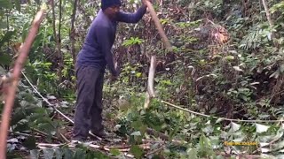 KEGUNAAN POKOK TUKAS  MUDING  DUDUR JIKA SESAT DALAM HUTAN [upl. by Savvas]