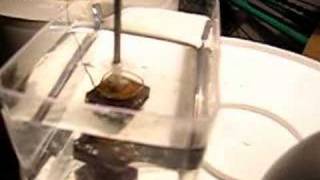 Magnet Electrolysis WaterVineger Vortex [upl. by Fachan]