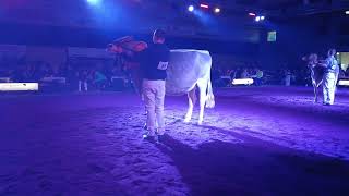 Championwahl Brown Swiss 31 Aargauer Junior Expo 2023 [upl. by Carlton]