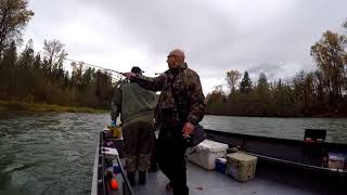 Chasing Salmon on the Cowlitz River [upl. by Aek]