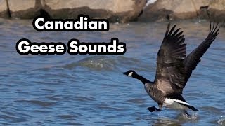 Canadian Geese Honking and Swimming  Geese Sounds  Bird Calls [upl. by Tammany477]