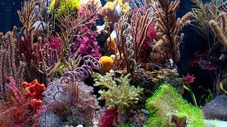 Gorgonian Coral Discoveries  UH Manoa  Sonia Rowley [upl. by Sukcirdor]