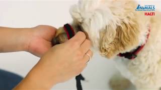 How To Introduce Your Dog to the Halti Optifit Headcollar  Dog Training Tips [upl. by Haimehen]