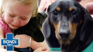 Sausage Dog Wakes Up Paralysed 😱  Bondi Vet [upl. by Asit474]