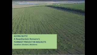 Walnut Irrigation turnkey project by NaanDanJain Romania [upl. by Yttocs137]