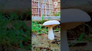 Agaricus bisporus सफेद मशरूम Ｍａｓｈｒｏｏｍ [upl. by Ailee162]