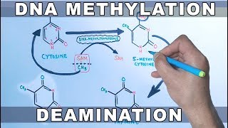 DNA Methylation [upl. by Ragouzis]