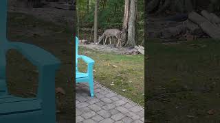 Caught by Surprise A Deer Peeking Through My Window [upl. by Notsle]