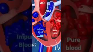 Oxygenated Blood Deoxygenated Bloodmakescienceeasy [upl. by Benioff]