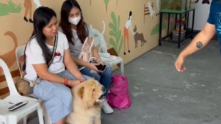 Aggressive na Chowchow hindi pwede ilapit [upl. by Leunamesoj170]