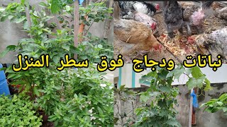 جولة وسط النباتات في سطح منزلي ☘️🌶🌳🌹 [upl. by Fiester975]