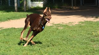 Prevent Ear Infections in Doberman Pinschers Tips for a Happy amp Healthy Dog [upl. by Floria387]