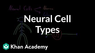 Introduction to neural cell types  Organ Systems  MCAT  Khan Academy [upl. by Lyle]