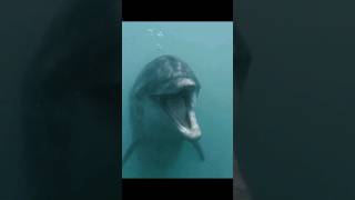 Dolphin Sounds  Bottlenose Dolphin Vocalizing Underwater [upl. by Arinaid4]