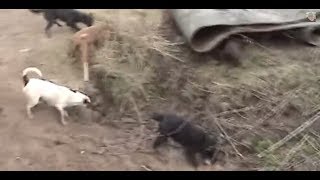 Ratting Fast action ratting with terriers ratting on farms ratting video 201718 [upl. by Pisarik928]