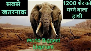 African Denger Elephant  World Biggest Elephant shortvideos Video wildlife viralvideos [upl. by Lyndel426]