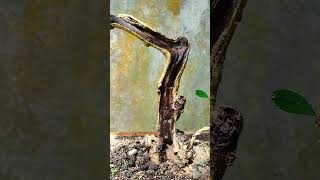 CUMA CUT AND GROW JADI BONSAI LITERATY [upl. by Akit]